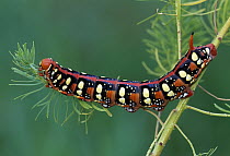 Leafy Spurge Hawk Moth (Hyles euphorbiae) caterpillar feeding, Switzerland