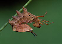 Emperor Moth (Pavonia pavonia), female caterpillar, Switzerland