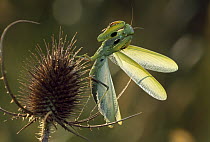 European Mantid (Mantis religiosa) in defensive posture on thistle, Switzerland