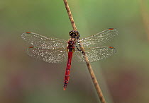 Eurasian Red Dragonfly (Sympetrum depressiusculum) male on reed, Switzerland