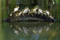 Edible Frog (Rana esculenta) group on log, Switzerland