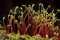 Moss detail showing fruiting heads with spore capsules, Switzerland