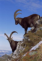 Alpine Ibex (Capra ibex) males, Switzerland