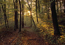 Beech (Fagus sp) forest in autumn, Switzerland