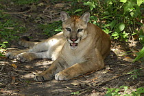 Mountain Lion (Puma concolor) resting on forest floor, Belize