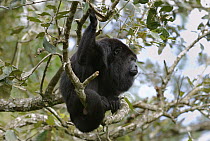 Mexican Black Howler Monkey (Alouatta pigra) male sitting in tree, Belize