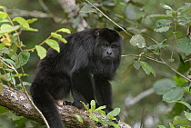 Mexican Black Howler Monkey (Alouatta pigra) male sitting in tree, Belize