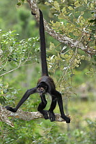 Black-handed Spider Monkey (Ateles geoffroyi) using prehensile tail, Belize