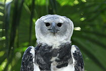 Harpy Eagle (Harpia harpyja) portrait, Belize