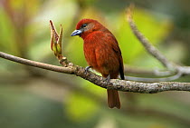 Hepatic Tanager (Piranga flava) male perched on branch, Belize