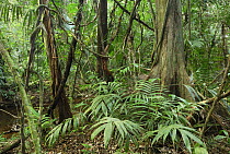 Tropical rainforest with lianas, Cockscomb Basin Wildlife Sanctuary, Belize
