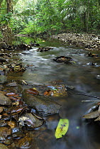 Creek in tropical rainforest, Cockscomb Basin Wildlife Sanctuary, Belize