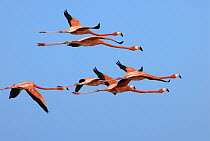 Greater Flamingo (Phoenicopterus ruber) group flying, Rio Lagartos, Yucatan, Mexico