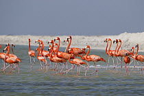 Greater Flamingo (Phoenicopterus ruber) group walking through water, Rio Lagartos, Yucatan, Mexico
