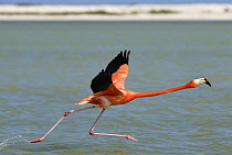 Greater Flamingo (Phoenicopterus ruber) taking flight, Rio Lagartos, Yucatan, Mexico
