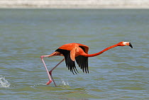 Greater Flamingo (Phoenicopterus ruber) taking flight, Rio Lagartos, Yucatan, Mexico