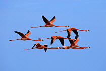 Greater Flamingo (Phoenicopterus ruber) group flying, Rio Lagartos, Yucatan, Mexico