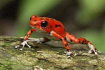 Strawberry Poison Dart Frog (Oophaga pumilio), Bocas del Toro, Panama