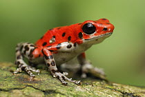 Strawberry Poison Dart Frog (Oophaga pumilio), Bocas del Toro, Panama