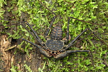 Whip Spider (Phrynidae) on moss-covered tree, Braulio Carrillo National Park, Costa Rica