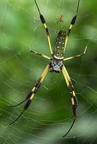 Banana Spider (Nephila clavipes) female and smaller male, Bocas del Toro, Panama