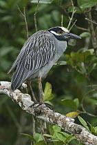 Yellow-crowned Night-Heron (Nyctanassa violacea) perched on branch, Cahuita National Park, Costa Rica