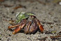 Hermit Crab (Paguroidea) on beach, Cahuita National Park, Costa Rica