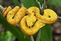 Eyelash Viper (Bothriechis schlegelii) with yellow coloration, coiled on branch, Cahuita National Park, Costa Rica