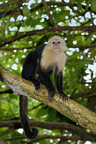 White-faced Capuchin (Cebus capucinus) in tree, Cahuita National Park, Costa Rica