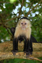 White-faced Capuchin (Cebus capucinus) resting in tree, Cahuita National Park, Costa Rica