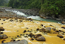 Rio Sucio laden with naturally occurring iron and sulfur deposits converging with crystal clear Rio Honduras, Braulio Carrillo National Park, Costa Rica