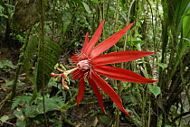 Perfumed Passion Flower (Passiflora vitifolia), Braulio Carrillo National Park, Costa Rica