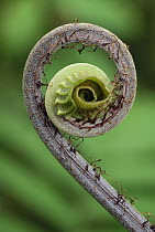 Young rolled-up fern fiddlehead, Braulio Carrillo National Park, Costa Rica