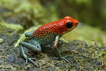 Granular Poison Dart Frog (Dendrobates granuliferus), Corcovado National Park, Costa Rica