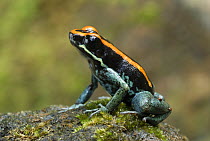 Golfodulcean Poison Frog (Phyllobates vittatus), Corcovado National Park, Costa Rica