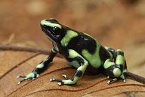 Green and Black Poison Dart Frog (Dendrobates auratus), Corcovado National Park, Costa Rica