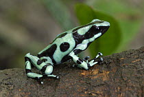 Green and Black Poison Dart Frog (Dendrobates auratus), Cahuita National Park, Costa Rica