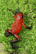 Strawberry Poison Dart Frog (Oophaga pumilio), Cahuita National Park, Costa Rica