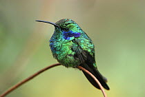 Green Violet-ear (Colibri thalassinus) hummingbird perched on twig, Costa Rica
