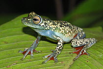 Canal Zone Treefrog (Hypsiboas rufitelus), Costa Rica