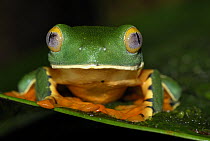 Splendid Leaf Frog (Agalychnis calcarifer) portrait, Siquirres, Costa Rica
