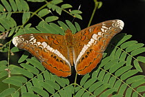 Nymphalid Butterfly (Lebadea martha), Kheaun Sri Nakarin National Park, Thailand