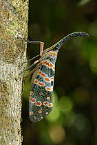 Fulgorid Planthopper (Fulgoridae) on tree trunk, Erawan National Park, Thailand