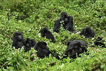 Mountain Gorilla (Gorilla gorilla beringei) troop resting, Volcanoes National Park, Rwanda