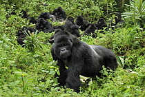 Mountain Gorilla (Gorilla gorilla beringei) male guarding troop, Volcanoes National Park, Rwanda