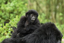 Mountain Gorilla (Gorilla gorilla beringei) baby being carried by adult, Volcanoes National Park, Rwanda