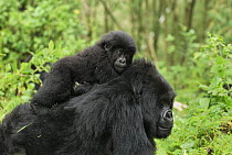 Mountain Gorilla (Gorilla gorilla beringei) baby being carried by adult, Volcanoes National Park, Rwanda