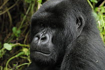Mountain Gorilla (Gorilla gorilla beringei) adult, Volcanoes National Park, Rwanda