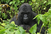 Mountain Gorilla (Gorilla gorilla beringei) with rain covering fur, Volcanoes National Park, Rwanda