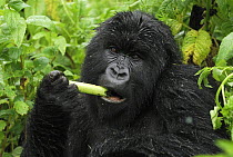 Mountain Gorilla (Gorilla gorilla beringei) eating, Volcanoes National Park, Rwanda